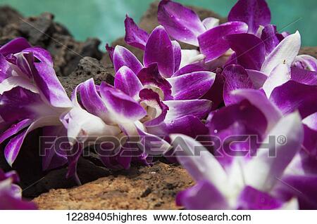 Stock Photograph - A purple orchid flower lei on lava rock with blue water; Kihei, Maui, Hawaii, United States of America. Fotosearch
