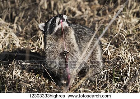 Stock Photograph - A Raccoon (Procyon lotor) eats a garter snake; Ridgefield, Washington, United States of America. Fotosearch