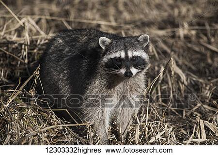 Stock Photograph - A Raccoon (Procyon lotor) prowls in the brush; Ridgefield, Washington, United States of America. Fotosearch