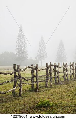 A remote foggy pasture at Koele; Lanai, Hawaii, United States of America View Large Photo Image Stock Image - A remote foggy pasture at Koele; Lanai, Hawaii, United States of America. Fotosearch