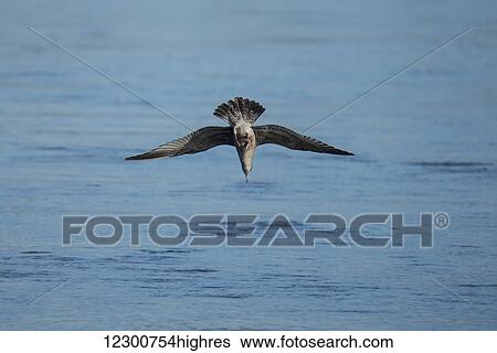 Stock Photograph - A Ring-billed Gull (Larus delawarensis) dives for fish in the Nicomen Slough; Deroche, British Columbia, Canada. Fotosearch