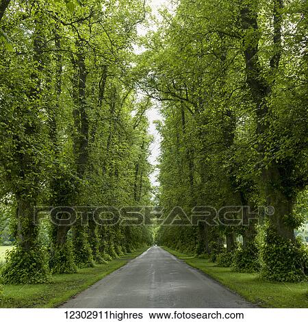 Stock Photograph - A road lined with lush trees and foliage; Dunkeld, Perth and Kinross, Scotland. Fotosearch