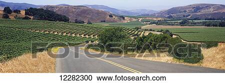 A road winds through a patchwork of vineyards in early summer in Santa Ynez Valley, mountains and blue sky beyond; Buellton, California, United States of America View Large Photo Image Stock Image - A road winds through a patchwork of vineyards in early summer in Santa Ynez Valley, mountains and blue sky beyond; Buellton, California, United States of America. Fotosearch