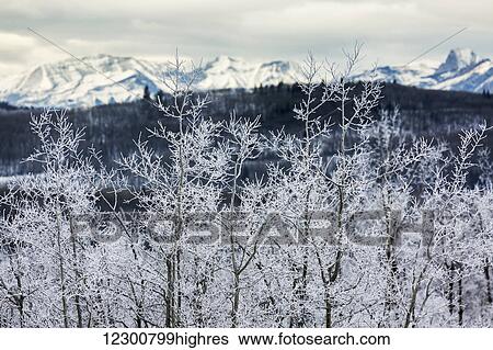 Stock Photograph - A row of frosted trees with foothills and snow covered mountains in the background; Alberta, Canada. Fotosearch