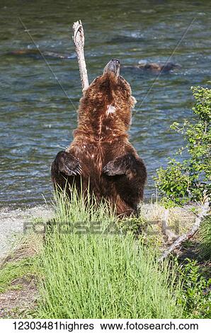 Stock Photograph - A scarred brown bear stands to scratch his back along Brooks River, Katmai National Park, Southwest Alaska. Fotosearch