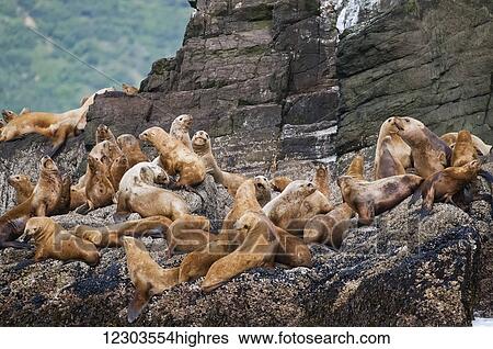 Stock Photograph - A sea lion (Eumetopias jubatus) haulout on the Pacific side of Katmai National Park; Alaska, United States of America. Fotosearch
