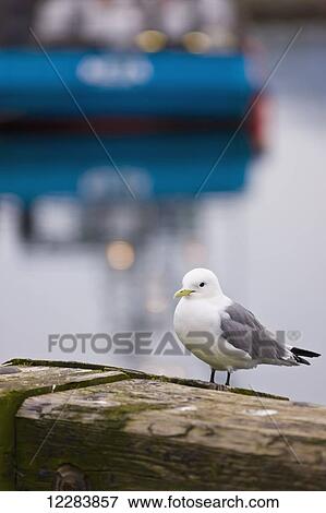 A Seagull perches on the railing of the Sand Point Harbor boardwalk, Southwestern Alaska, USA, Summer View Large Photo Image Stock Photo - A Seagull perches on the railing of the Sand Point Harbor boardwalk, Southwestern Alaska, USA, Summer. Fotosearch