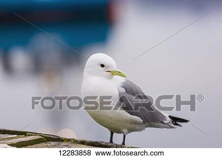 A Seagull perches on the railing of the Sand Point Harbor boardwalk, Southwestern Alaska, USA, Summer View Large Photo Image Stock Photo - A Seagull perches on the railing of the Sand Point Harbor boardwalk, Southwestern Alaska, USA, Summer. Fotosearch