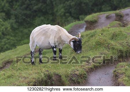 A sheep grazing on a grass slope in Lealt Falls Canyon, Skye Island; Portree, Scotland View Large Photo Image Stock Photograph - A sheep grazing on a grass slope in Lealt Falls Canyon, Skye Island; Portree, Scotland. Fotosearch