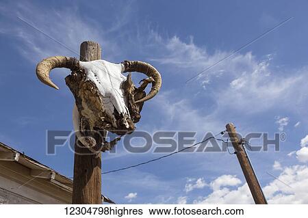 A sheep skull on Route 66 near Seligman; Arizona, United States of America View Large Photo Image Stock Photograph - A sheep skull on Route 66 near Seligman; Arizona, United States of America. Fotosearch