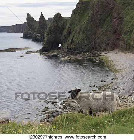 Stock Photograph - A sheep stands at the water's edge with sea stacks and cliffs along the coastline, Duncansby Head; John O' Groats, Scotland. Fotosearch