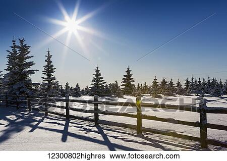 A silhouette wooden log fence in a snow covered field with snow covered evergreen trees a sun burst and blue sky; Calgary, Alberta, Canada View Large Photo Image Stock Photograph - A silhouette wooden log fence in a snow covered field with snow covered evergreen trees a sun burst and blue sky; Calgary, Alberta, Canada. Fotosearch