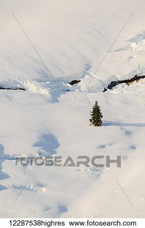 A single evergreen tree in a snowy field bathed in sunset light, Kings Bay, Prince William Sound; Alaska, United States of America View Large Photo Image Stock Photograph - A single evergreen tree in a snowy field bathed in sunset light, Kings Bay, Prince William Sound; Alaska, United States of America. Fotosearch