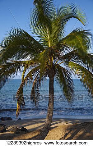 Stock Photograph - A single palm tree on Kihei Beach; Maui, Hawaii, United States of America. Fotosearch