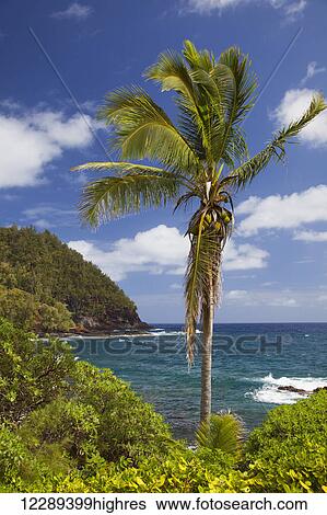 Stock Photograph - A single palm tree on the coast with blue sky; Hana, Maui, Hawaii, United States of America. Fotosearch