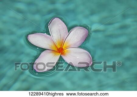 Stock Photograph - A single plumeria flower floats in clear blue water; Maui, Hawaii, United States of America. Fotosearch