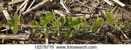 Stock Image - A single row of young soybean plants grows in a field showing the remains of the previous years corn crop, near Xenia; Ohio, United States of America . Fotosearch