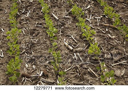 Stock Image - A single row of young soybean plants grows in a field showing the remains of the previous years corn crop, near Xenia; Ohio, United States of America . Fotosearch