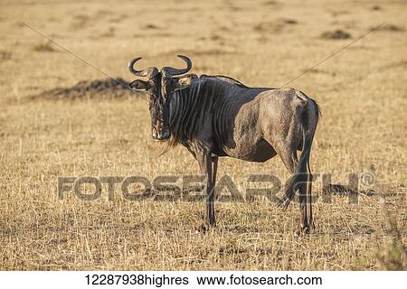 Stock Photograph - A single wildebeest (Connochaetes taurinus) on the African savannah taking part in the migration across the Mara river stops and stares straight at the camera; Narok, Kenya. Fotosearch