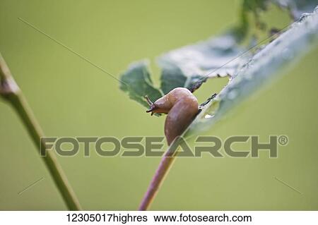 Stock Photograph - A slug cutting holes on a leaf, Palmer, Southcentral Alaska. Fotosearch