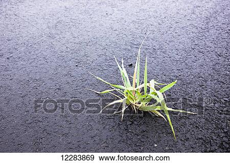 A small patch of grass growing up through black pavement, Sand Point, Popof Island, Southwestern Alaska, USA, Summer View Large Photo Image Stock Photo - A small patch of grass growing up through black pavement, Sand Point, Popof Island, Southwestern Alaska, USA, Summer. Fotosearch