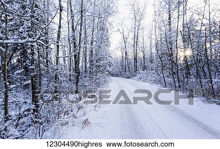 Stock Photograph - A snow covered road with tire tracks and a sunburst through the trees; Wetaskiwin, Alberta, Canada. Fotosearch