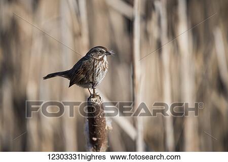 Stock Photograph - A Song Sparrow (Melospiza melodia) perches on a cattail; Ridgefield, Washington, United States of America. Fotosearch