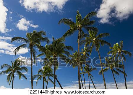 Stock Photograph - A stand of palm trees against blue skies and scattered clouds; Kauai, Hawaii, United States of America. Fotosearch