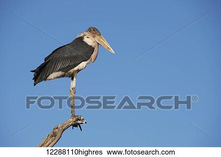 Stock Photograph - A stork is perched at the end of a branch on a dead tree against a clear blue sky; Narok, Kenya. Fotosearch
