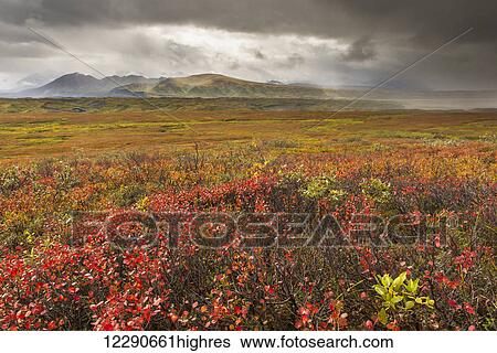 Stock Photograph - A storm passes over fall colors and the mounatins of the Alaska Range in Denali National Park & Preserve, Alaska.. Fotosearch