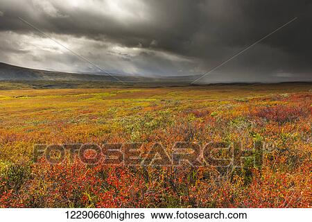 Stock Photograph - A storm passes over the bright colors of autumn in Denali National Park & Preserve, Alaska.. Fotosearch