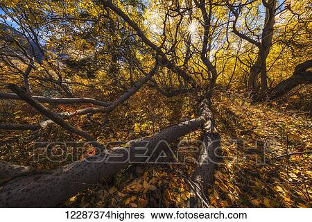 Stock Photograph - A sunburst shines through the gnarled trees along the shores of Tagish Lake in autumn; Yukon, Canada. Fotosearch