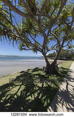 A tree casting a shadow on the grass beside the beach; Caloundra, Queensland, Australia View Large Photo Image Picture - A tree casting a shadow on the grass beside the beach; Caloundra, Queensland, Australia. Fotosearch