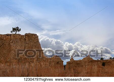 A tree grows alone along the ridges of Bryce Canyon National Park; Utah, United States of America View Large Photo Image Stock Photograph - A tree grows alone along the ridges of Bryce Canyon National Park; Utah, United States of America. Fotosearch