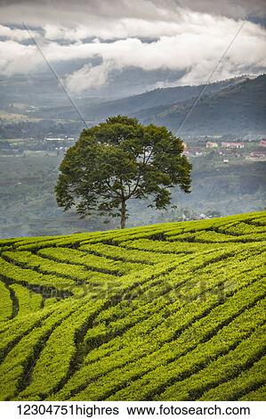 Stock Photograph - A tree stands alone on a tropical tea plantation; Sumatra, Indonesia. Fotosearch
