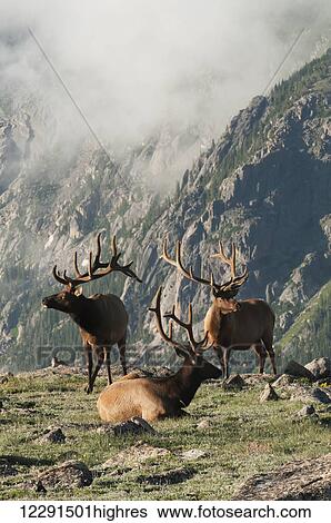 Stock Photograph - A trio of bull elk (Cervus canadensis) on a rocky alpine meadow in Rocky Mountain National Park; Colorado, United States of America. Fotosearch