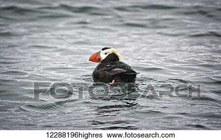 Stock Photograph - A Tufted puffin swims in the waters at a seabird rookery near Gull Island, Kachemak Bay, Southcentral Alaska. Fotosearch