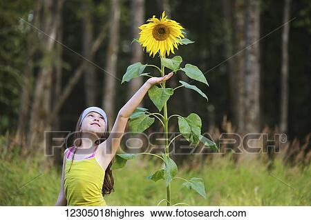 Stock Photograph - A tween girl poses by a tall sunflower plant in Palmer, Southcentral Alaska, autumn. Fotosearch
