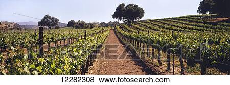 Stock Photo - A vineyard on a rolling hillside in early summer with live oak trees and mountains beyond, Santa Ynez Valley; Buellton, California, United States of America. Fotosearch