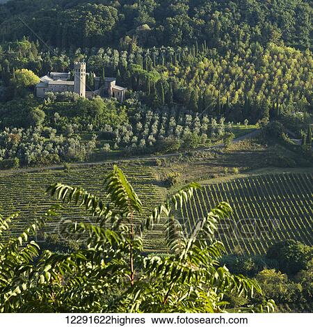 Stock Photograph - A vineyard; Orvieto, Umbria, Italy. Fotosearch