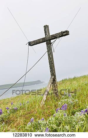 Stock Image - A weathered wooden cross stands among lupine on the tundra on the coast of the Bering Sea, St. Paul Island, Southwestern Alaska, USA, Summer. Fotosearch