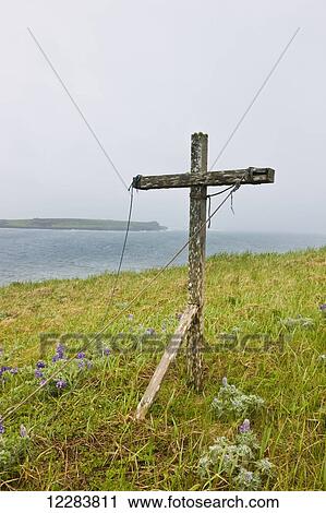 Stock Image - A weathered wooden cross stands among lupine on the tundra on the coast of the Bering Sea, St. Paul Island, Southwestern Alaska, USA, Summer. Fotosearch