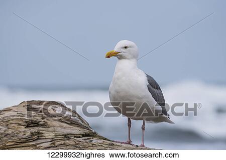 Stock Photograph - A Western Gull (Larus occidentalis) rests on driftwood; Seaside, Oregon, United States of America. Fotosearch