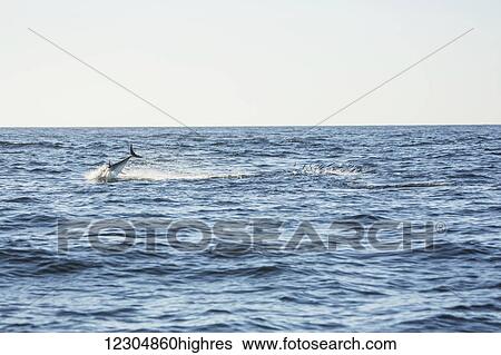 A whale jumping in the Atlantic Ocean; Cape Cod, Massachusetts, United States of America View Large Photo Image Stock Photograph - A whale jumping in the Atlantic Ocean; Cape Cod, Massachusetts, United States of America. Fotosearch