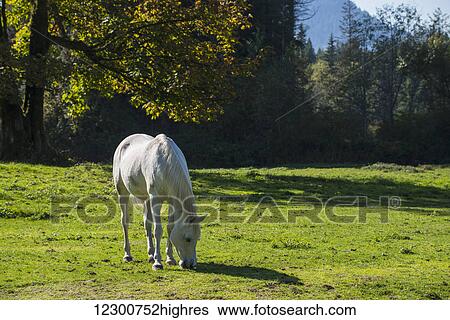 Stock Photograph - A white horse munches grass in a green field; Deroche, British Columbia, Canada. Fotosearch
