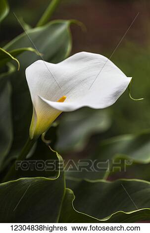 A white Zantedeschia aethiopica, known as calla lily and arum lily; British Columbia, Canada View Large Photo Image Stock Photograph - A white Zantedeschia aethiopica, known as calla lily and arum lily; British Columbia, Canada. Fotosearch