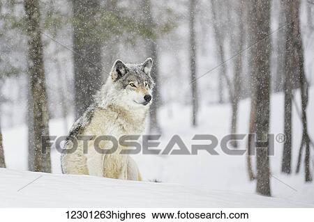 Stock Photograph - A wolf sitting in a snowfall in a forest. Fotosearch