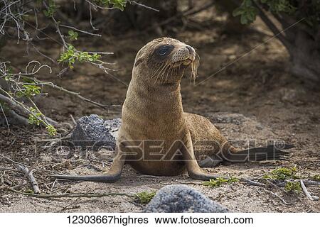 A young Galapagos sea lion pup (Zalophus wollebacki) is lying on a sandy beach framed by rocks and bushes, right in the centre of the frame with its head turned and has a brown coat and black flippers; Galapagos islands, Ecuador View Large Photo Image Stock Photograph - A young Galapagos sea lion pup (Zalophus wollebacki) is lying on a sandy beach framed by rocks and bushes, right in the centre of the frame with its head turned and has a brown coat and black flippers; Galapagos islands, Ecuador. Fotosearch
