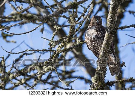 A young Red-tailed Hawk watches for movement in the grass below; Ridgefield, Washington, United States of America View Large Photo Image Stock Photograph - A young Red-tailed Hawk watches for movement in the grass below; Ridgefield, Washington, United States of America. Fotosearch