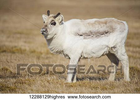 Stock Photograph - A young reindeer (Rangifer tarandus) standing in a grass field; Svalbard, Norway. Fotosearch